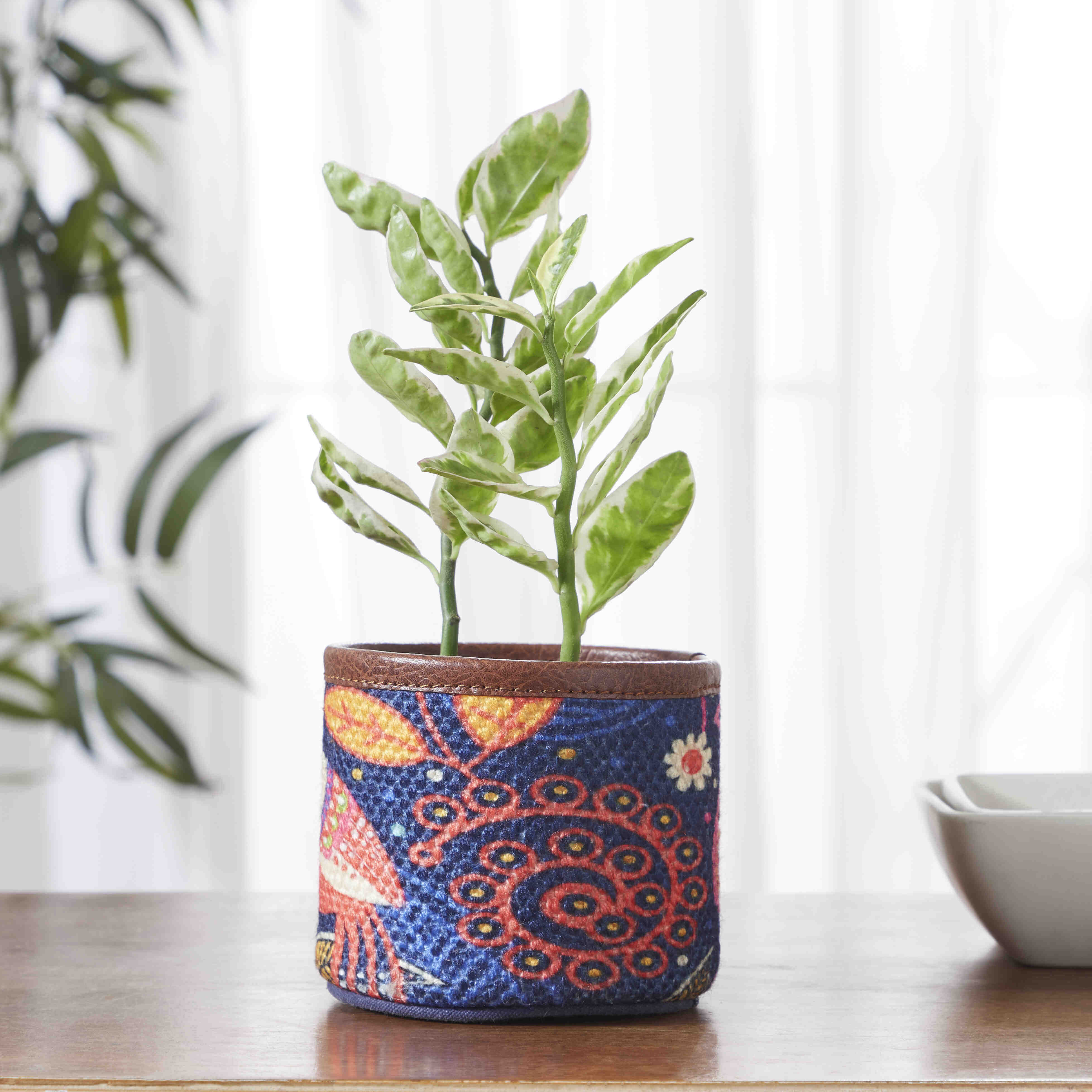 Mona B - Oasis Planter Small