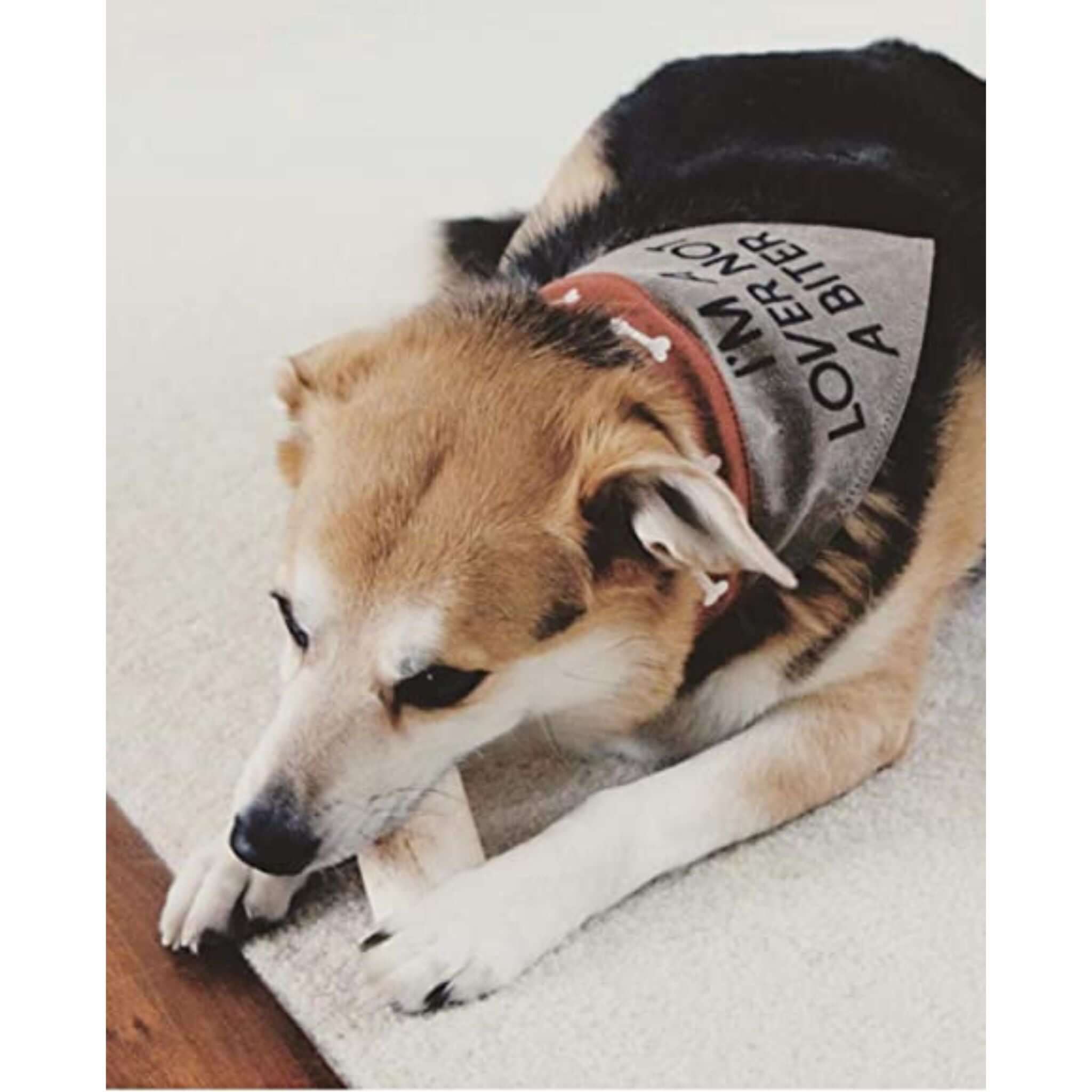 Mona B - Slip on Bandana: Small/Medium (Puppy Love)